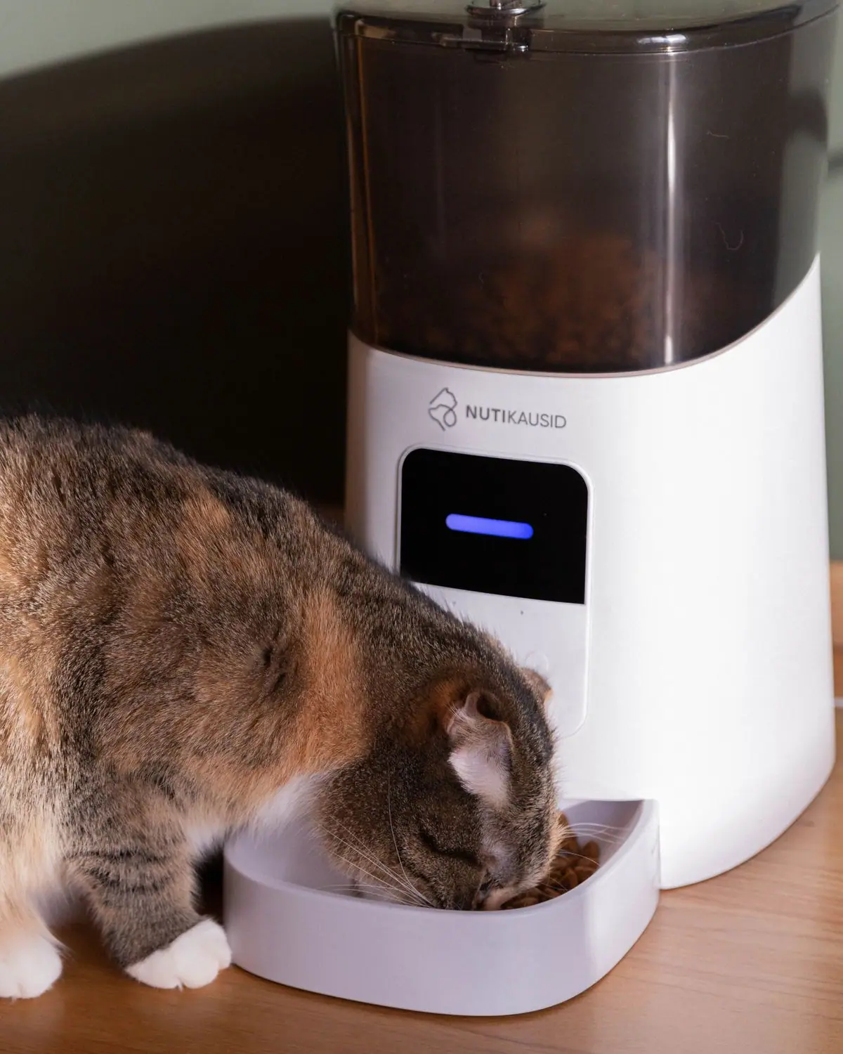 A cat eating from an automatic pet feeder