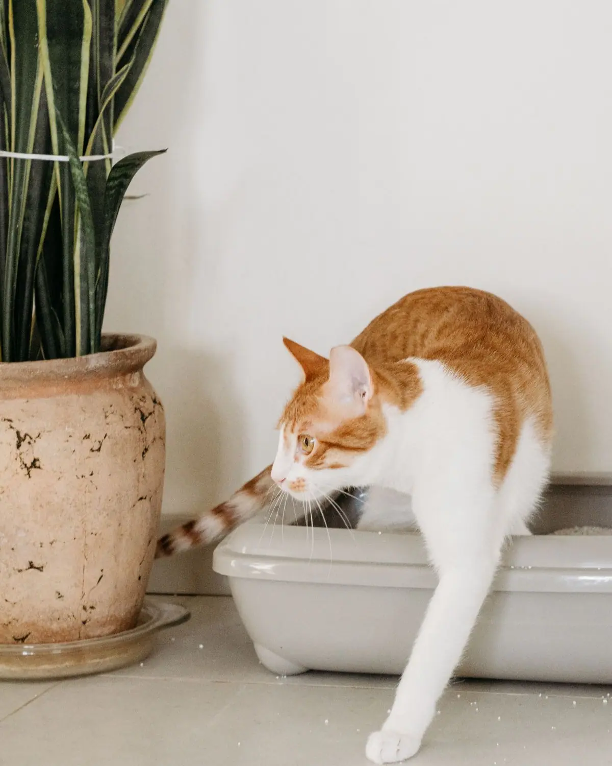 A cat stepping out of a litter box