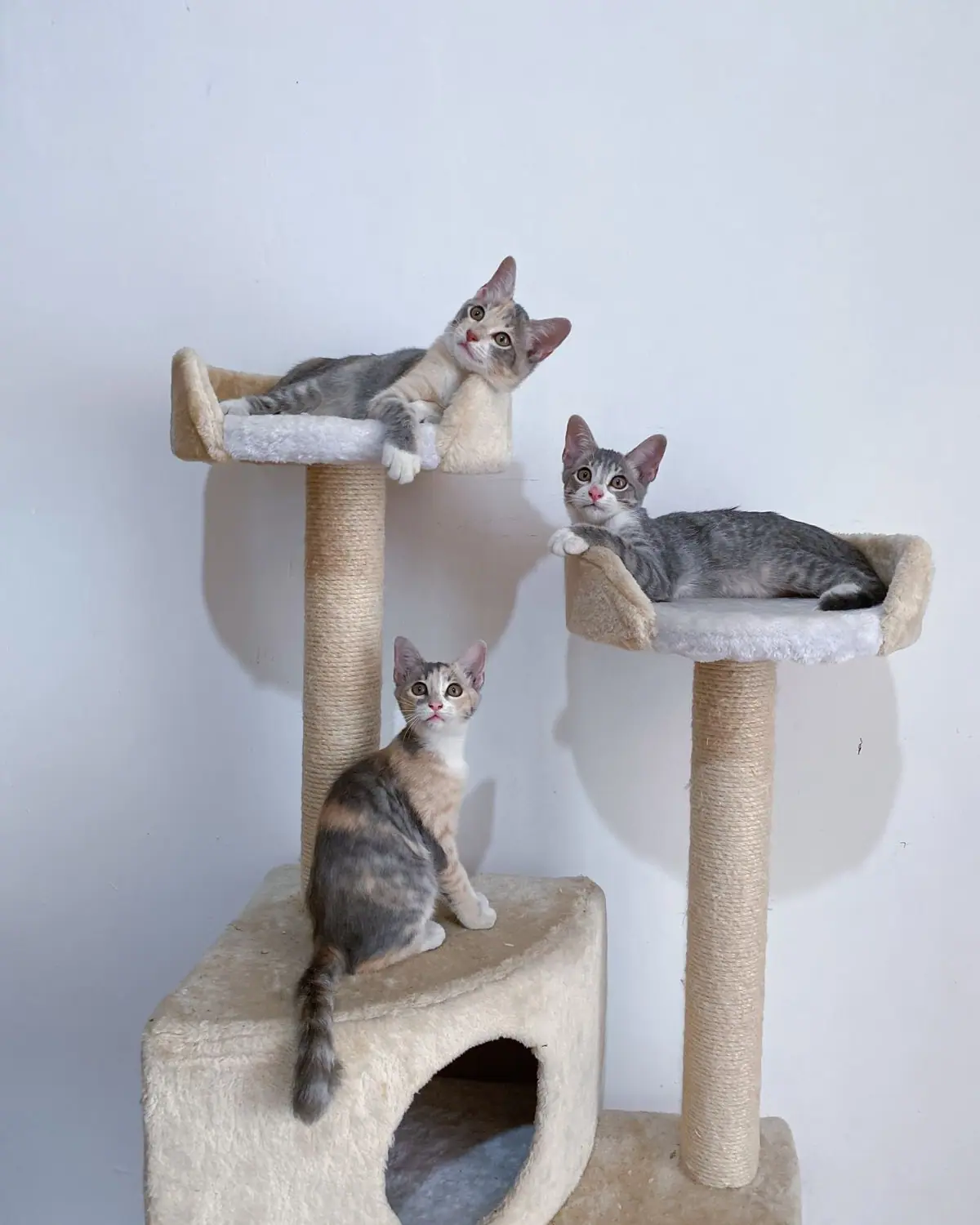 Tabby kittens sitting on a cat tree