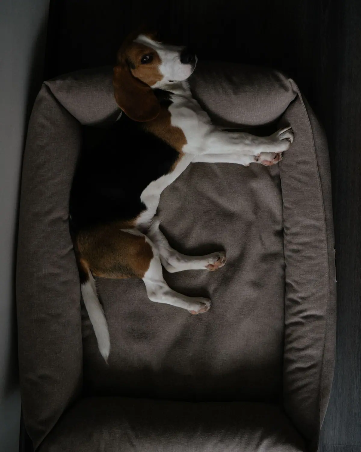 A beagle lying in a soft pet bed