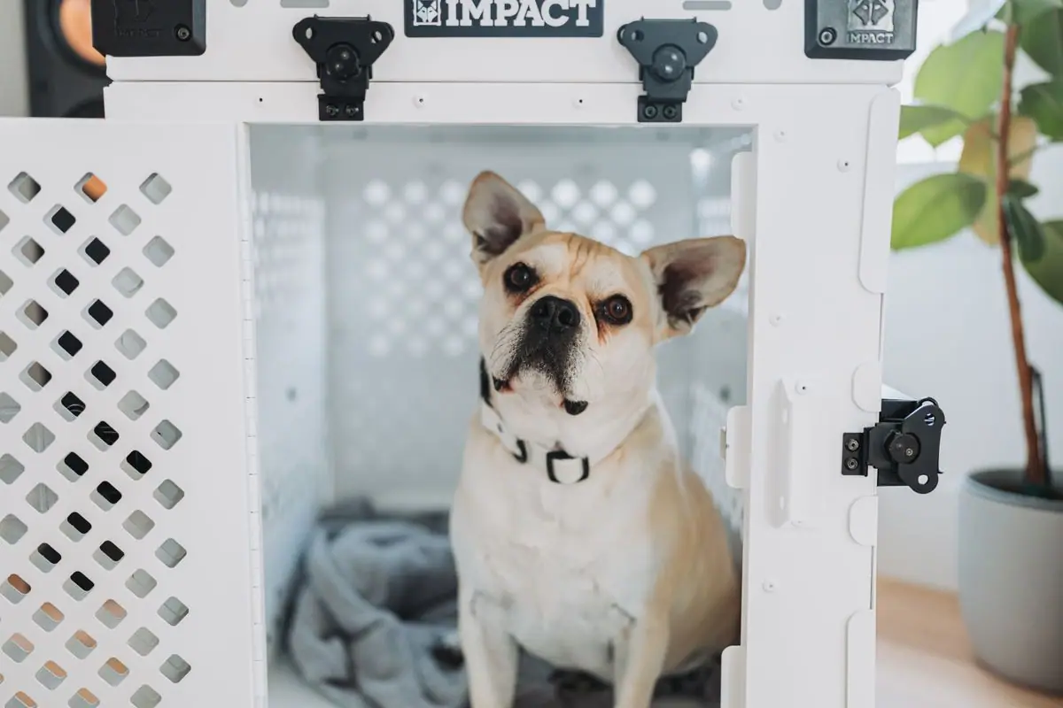 A French Bulldog resting inside a dog crate at home