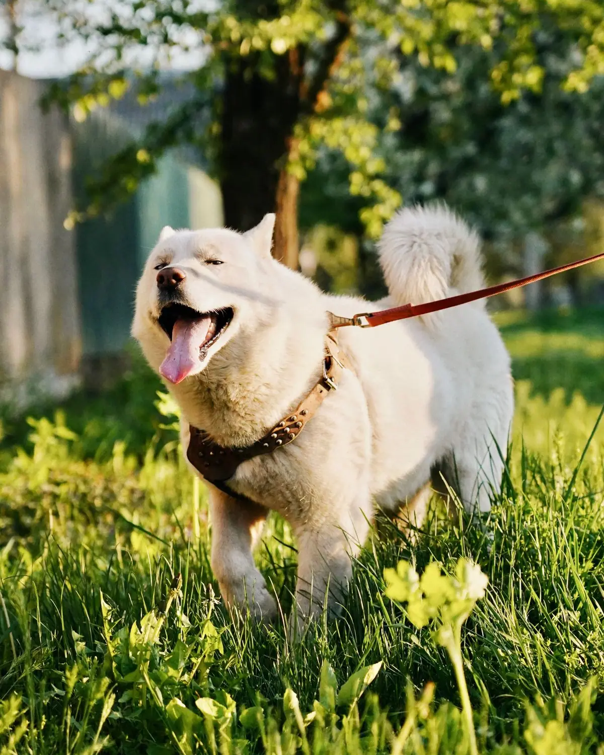 A dog on a leash in a sunny park