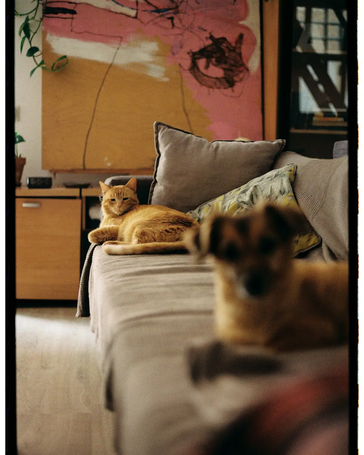 A cat and dog relaxing together on a couch in a living room