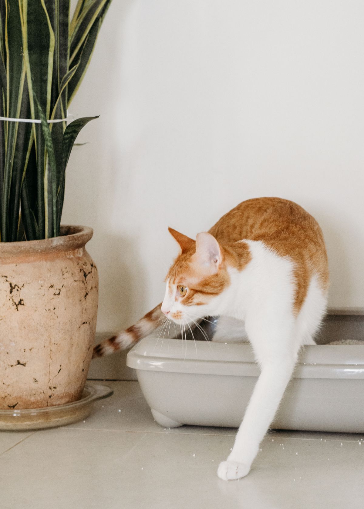 A cat stepping out of a litter box