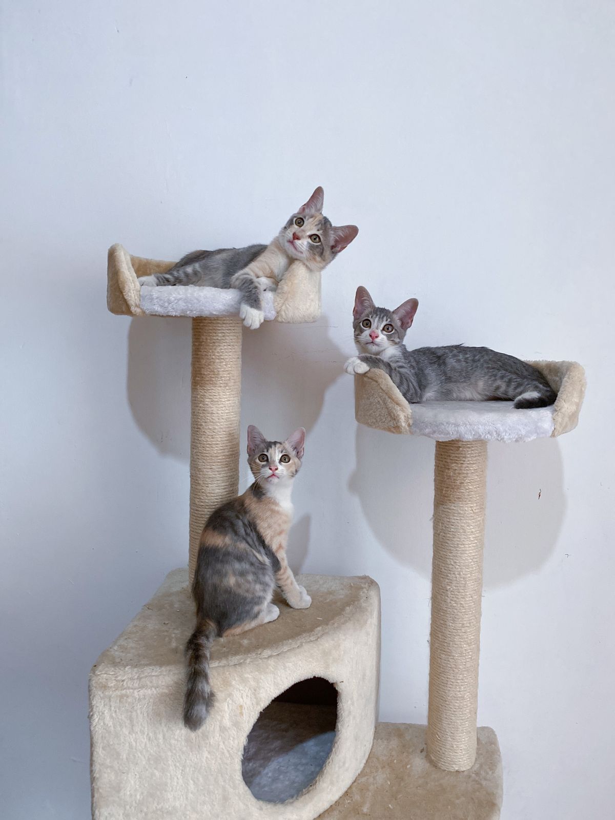 Tabby kittens sitting on a cat tree