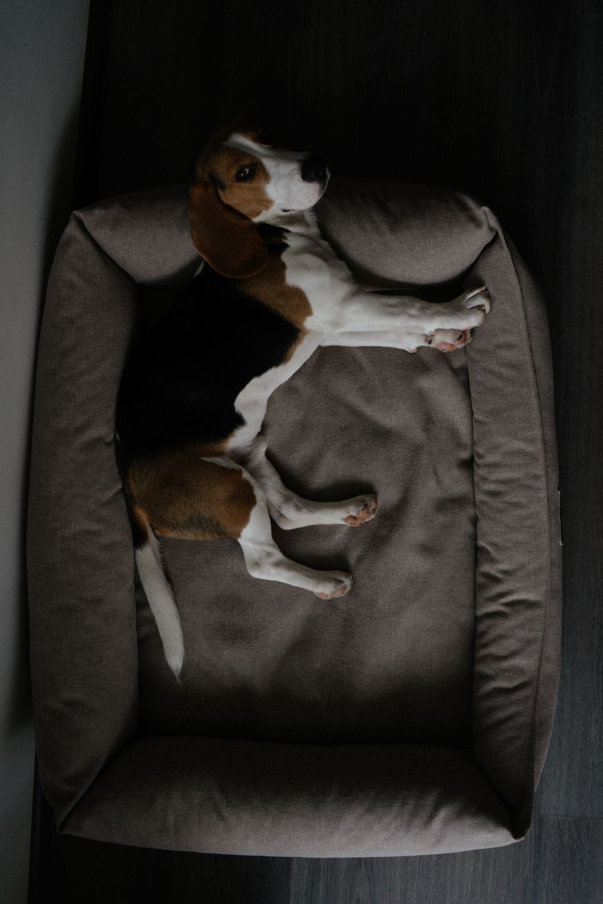 A beagle lying in a soft pet bed