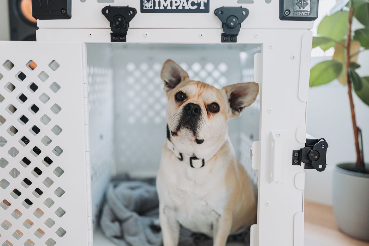 A French Bulldog resting inside a dog crate at home