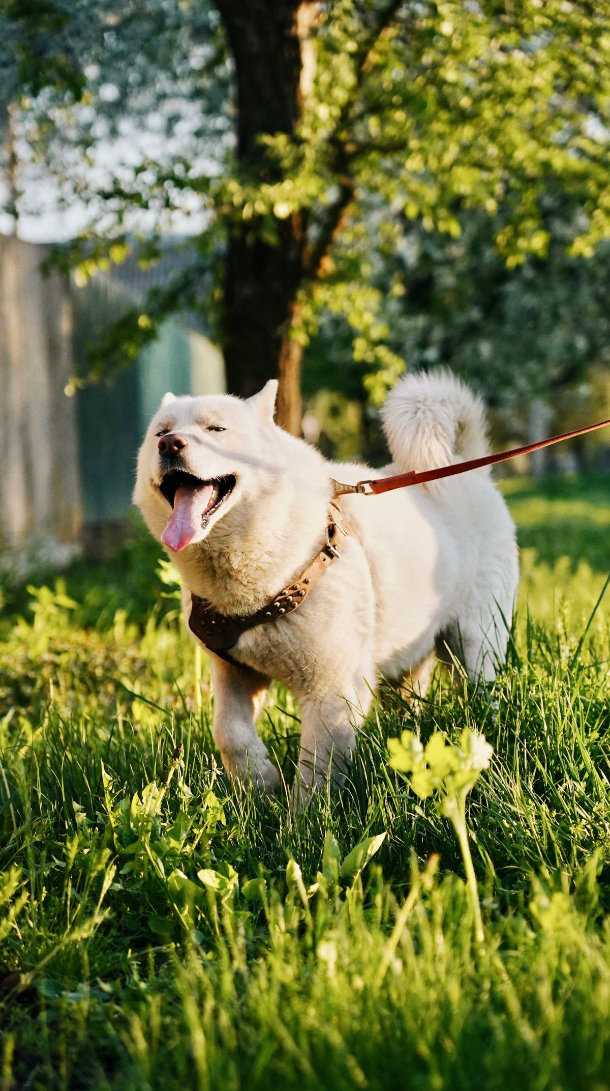 A dog on a leash in a sunny park