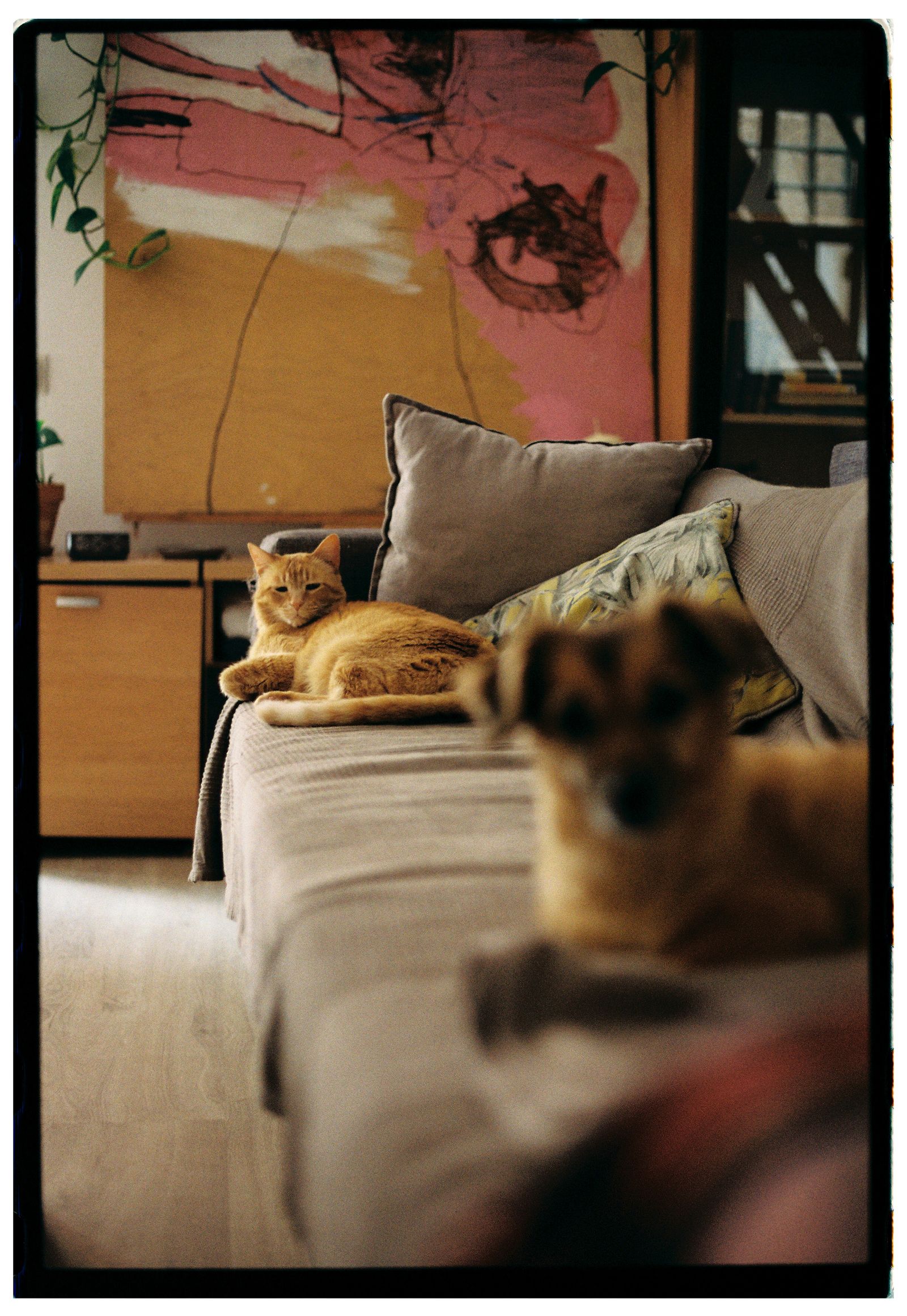 A cat and dog relaxing together on a couch in a living room